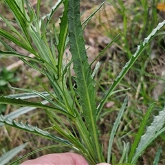 Senecio diaschides at Goulburn, NSW - 8 Nov 2024 04:21 PM