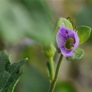 Veronica plebeia at Goulburn, NSW - 8 Nov 2024