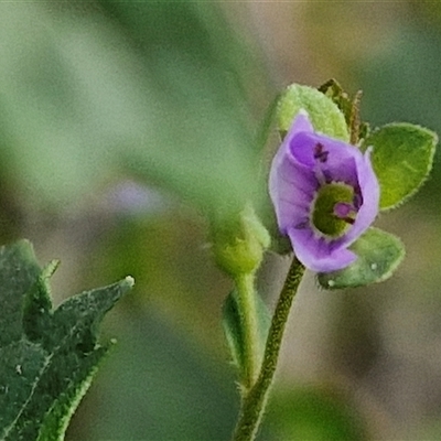 Veronica plebeia (Trailing Speedwell, Creeping Speedwell) at Goulburn, NSW - 8 Nov 2024 by trevorpreston