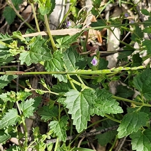 Veronica plebeia at Goulburn, NSW - 8 Nov 2024