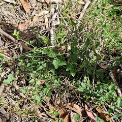 Veronica plebeia at Goulburn, NSW - 8 Nov 2024