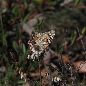 Vanessa kershawi at Mount Clear, ACT - 21 Oct 2024