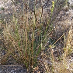 Juncus sp. (A Rush) at Cooma, NSW - 8 Nov 2024 by mahargiani