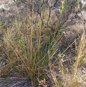 Juncus sp. at Cooma, NSW - 8 Nov 2024 04:01 PM