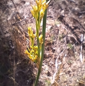 Juncus sp. at Cooma, NSW - 8 Nov 2024 04:01 PM