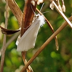 Tipanaea patulella (The White Crambid moth) at Goulburn, NSW - 8 Nov 2024 by trevorpreston