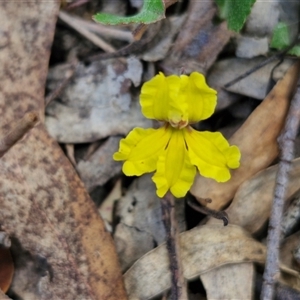 Goodenia hederacea subsp. hederacea at Goulburn, NSW - 8 Nov 2024