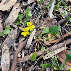 Goodenia hederacea subsp. hederacea at Goulburn, NSW - 8 Nov 2024