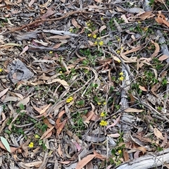 Goodenia hederacea subsp. hederacea at Goulburn, NSW - 8 Nov 2024