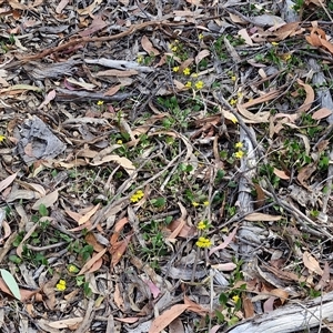 Goodenia hederacea subsp. hederacea at Goulburn, NSW - 8 Nov 2024