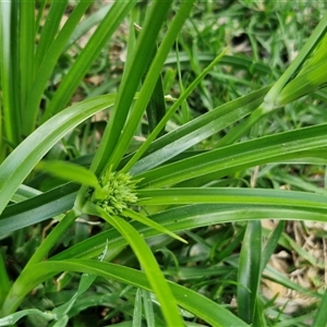 Cyperus eragrostis at Goulburn, NSW - 8 Nov 2024