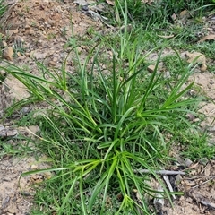 Cyperus eragrostis at Goulburn, NSW - 8 Nov 2024