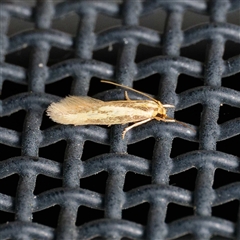 Opogona stenocraspeda (Tineidae) at Harrison, ACT - 6 Nov 2024 by DPRees125