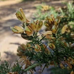 Ulex europaeus at Goulburn, NSW - 8 Nov 2024 04:11 PM