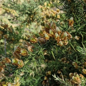 Ulex europaeus at Goulburn, NSW - 8 Nov 2024 04:11 PM