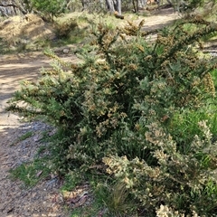 Ulex europaeus at Goulburn, NSW - 8 Nov 2024 04:11 PM