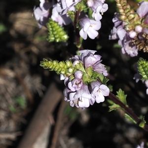 Euphrasia collina subsp. paludosa at Mount Clear, ACT - 21 Oct 2024