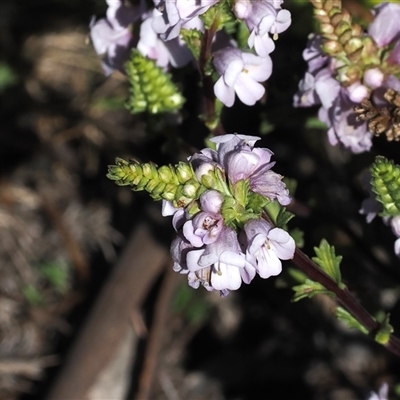 Euphrasia collina subsp. paludosa at Mount Clear, ACT - 21 Oct 2024 by RAllen