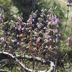 Euphrasia collina subsp. paludosa at Mount Clear, ACT - 21 Oct 2024