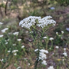 Ozothamnus diosmifolius at Goulburn, NSW - 8 Nov 2024