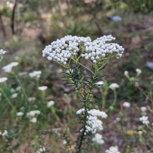 Ozothamnus diosmifolius at Goulburn, NSW - 8 Nov 2024