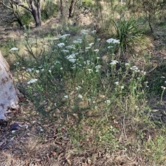 Ozothamnus diosmifolius at Goulburn, NSW - 8 Nov 2024