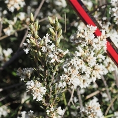 Acrothamnus hookeri (Mountain Beard Heath) at Mount Clear, ACT - 21 Oct 2024 by RAllen