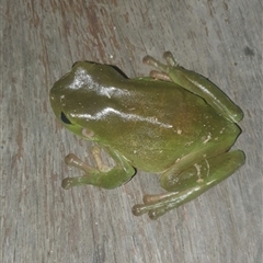 Litoria caerulea (Green Tree Frog) at Shark Creek, NSW - 6 Nov 2024 by Topwood