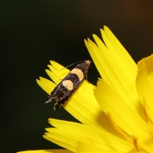 Glyphipterix chrysoplanetis at Yarralumla, ACT - 5 Nov 2024 01:31 PM