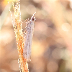 Faveria tritalis at Gundaroo, NSW - 6 Nov 2024 07:28 AM