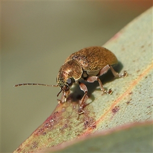 Edusella puberula at Gundaroo, NSW - 6 Nov 2024 07:33 AM