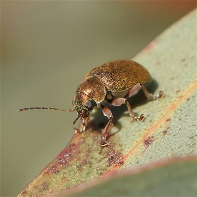 Edusella puberula (Leaf beetle) at Gundaroo, NSW - 6 Nov 2024 by ConBoekel