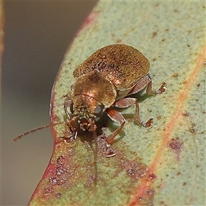 Edusella puberula at Gundaroo, NSW - 6 Nov 2024 07:33 AM