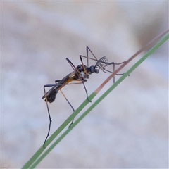 Gynoplistia sp. (genus) (Crane fly) at Gundaroo, NSW - 6 Nov 2024 by ConBoekel