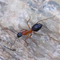 Camponotus consobrinus (Banded sugar ant) at Gundaroo, NSW - 6 Nov 2024 by ConBoekel