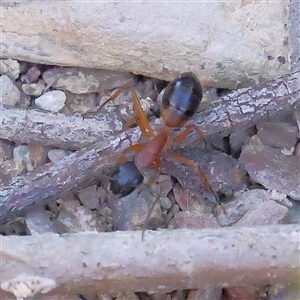 Camponotus consobrinus at Gundaroo, NSW - 6 Nov 2024 07:37 AM