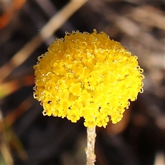 Leptorhynchos squamatus (Scaly Buttons) at Gundaroo, NSW - 5 Nov 2024 by ConBoekel