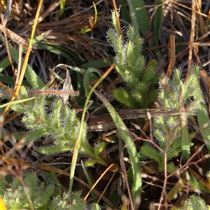 Leptorhynchos squamatus at Gundaroo, NSW - 6 Nov 2024 07:41 AM