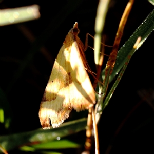 Anachloris subochraria at Gundaroo, NSW - 6 Nov 2024 07:42 AM