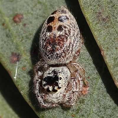 Opisthoncus sexmaculatus (Six-marked jumping spider) at Gundaroo, NSW - 6 Nov 2024 by ConBoekel