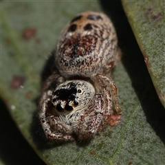 Opisthoncus sexmaculatus at Gundaroo, NSW - 6 Nov 2024