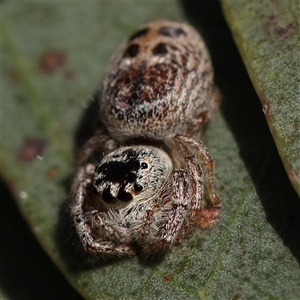 Opisthoncus sexmaculatus at Gundaroo, NSW - 6 Nov 2024