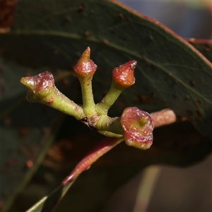 Eucalyptus macrorhyncha at Gundaroo, NSW - 6 Nov 2024