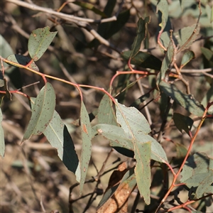 Eucalyptus macrorhyncha at Gundaroo, NSW - 6 Nov 2024