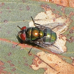 Lucilia cuprina (Australian sheep blowfly) at Gundaroo, NSW - 6 Nov 2024 by ConBoekel