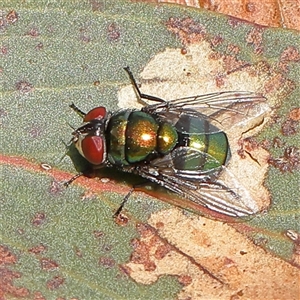 Lucilia cuprina at Gundaroo, NSW - 6 Nov 2024