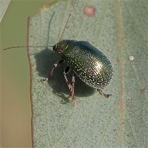 Edusella sp. (genus) at Gundaroo, NSW - 6 Nov 2024 07:45 AM