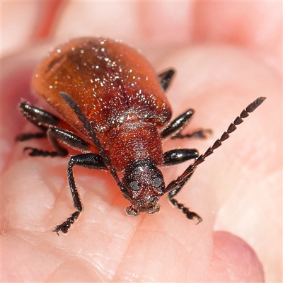 Ecnolagria grandis (Honeybrown beetle) at Gundaroo, NSW - 6 Nov 2024 by ConBoekel