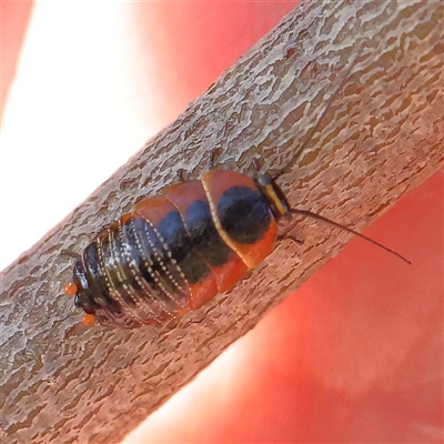 Ellipsidion australe (Austral Ellipsidion cockroach) at Gundaroo, NSW - 6 Nov 2024 by ConBoekel