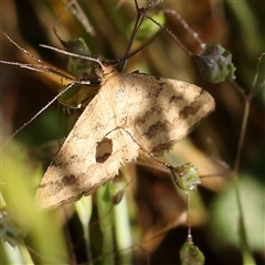 Scopula rubraria (Reddish Wave, Plantain Moth) at Gundaroo, NSW - 5 Nov 2024 by ConBoekel